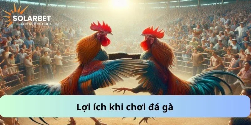 Lợi ích khi chơi đá gà