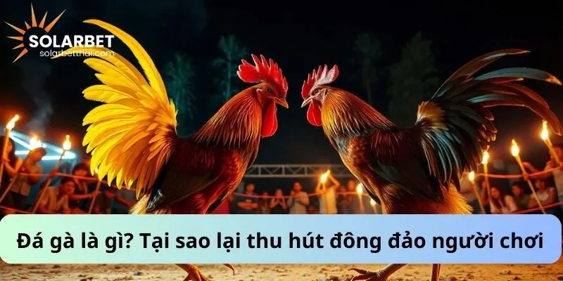 Đá gà là gì? Tại sao lại thu hút đông đảo người chơi